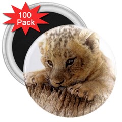 Lion Cub Close Cute Eyes Lookout 3  Magnets (100 Pack) by Celenk