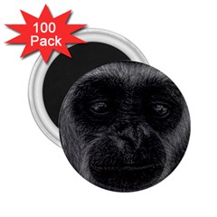 Gibbon Wildlife Indonesia Mammal 2 25  Magnets (100 Pack)  by Celenk