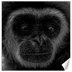 Gibbon Wildlife Indonesia Mammal Canvas 12  X 12   by Celenk