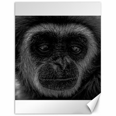 Gibbon Wildlife Indonesia Mammal Canvas 12  X 16   by Celenk