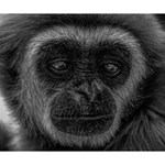 Gibbon Wildlife Indonesia Mammal Deluxe Canvas 14  x 11  14  x 11  x 1.5  Stretched Canvas