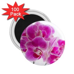 Orchid Phaleonopsis Art Plant 2 25  Magnets (100 Pack)  by Celenk