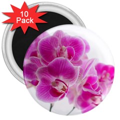 Orchid Phaleonopsis Art Plant 3  Magnets (10 Pack)  by Celenk