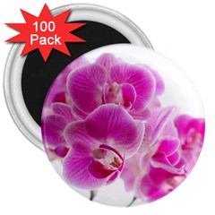 Orchid Phaleonopsis Art Plant 3  Magnets (100 Pack) by Celenk