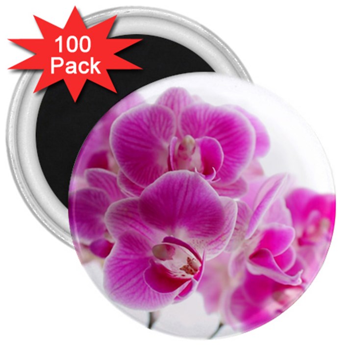 Orchid Phaleonopsis Art Plant 3  Magnets (100 pack)