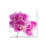 Orchid Phaleonopsis Art Plant Square Magnet Front