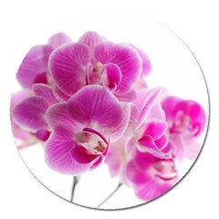 Orchid Phaleonopsis Art Plant Magnet 5  (round) by Celenk