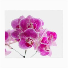 Orchid Phaleonopsis Art Plant Small Glasses Cloth by Celenk