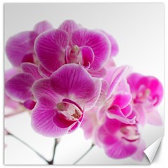 Orchid Phaleonopsis Art Plant Canvas 12  X 12   by Celenk