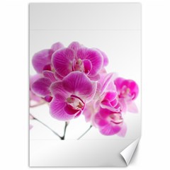 Orchid Phaleonopsis Art Plant Canvas 12  X 18   by Celenk