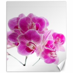 Orchid Phaleonopsis Art Plant Canvas 20  X 24   by Celenk