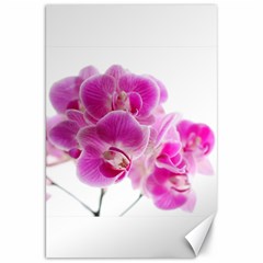 Orchid Phaleonopsis Art Plant Canvas 20  X 30   by Celenk