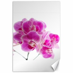 Orchid Phaleonopsis Art Plant Canvas 24  X 36  by Celenk