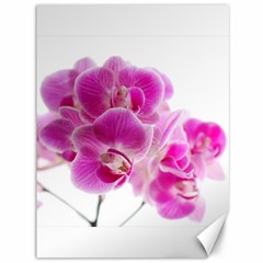 Orchid Phaleonopsis Art Plant Canvas 36  X 48   by Celenk