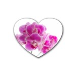 Orchid Phaleonopsis Art Plant Heart Coaster (4 pack)  Front