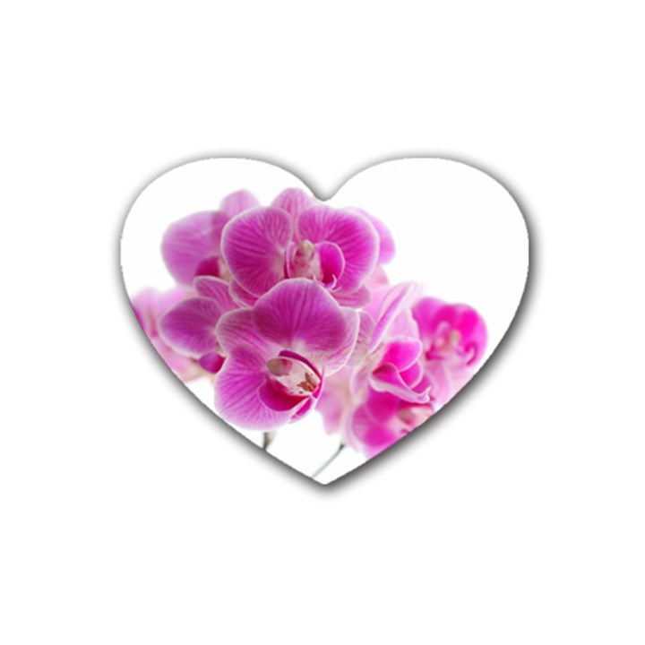 Orchid Phaleonopsis Art Plant Heart Coaster (4 pack) 