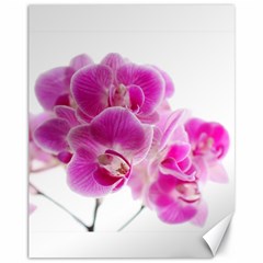 Orchid Phaleonopsis Art Plant Canvas 11  X 14   by Celenk