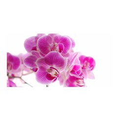 Orchid Phaleonopsis Art Plant Satin Wrap by Celenk