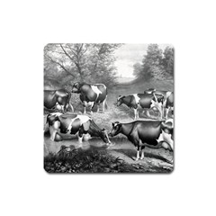 Holstein Fresian Cows Fresian Cows Square Magnet by Celenk