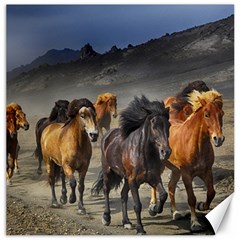 Horses Stampede Nature Running Canvas 12  X 12   by Celenk