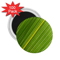 Leaf Plant Nature Pattern 2 25  Magnets (100 Pack)  by Nexatart