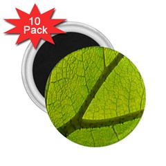 Green Leaf Plant Nature Structure 2 25  Magnets (10 Pack)  by Nexatart