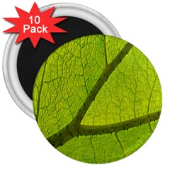 Green Leaf Plant Nature Structure 3  Magnets (10 Pack)  by Nexatart