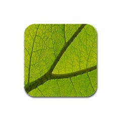 Green Leaf Plant Nature Structure Rubber Square Coaster (4 Pack)  by Nexatart