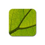 Green Leaf Plant Nature Structure Rubber Square Coaster (4 pack)  Front