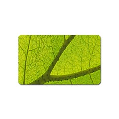 Green Leaf Plant Nature Structure Magnet (name Card) by Nexatart