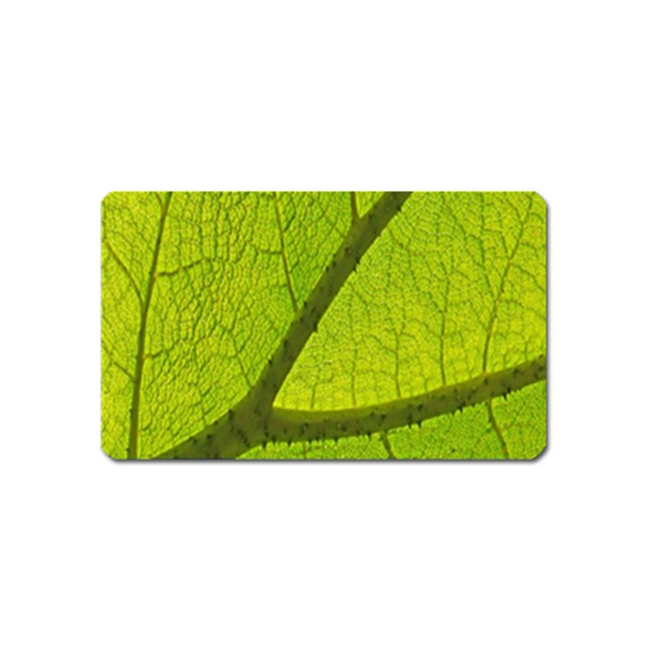 Green Leaf Plant Nature Structure Magnet (Name Card)