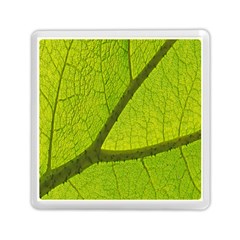 Green Leaf Plant Nature Structure Memory Card Reader (square)  by Nexatart