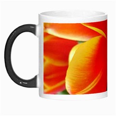 20180115 144714 Hdr Morph Mugs by AmateurPhotographyDesigns