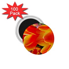 20180115 144714 Hdr 1 75  Magnets (100 Pack)  by AmateurPhotographyDesigns