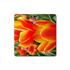 20180115 144714 Hdr Square Magnet by AmateurPhotographyDesigns