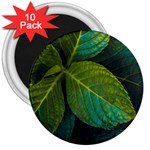 Green Plant Leaf Foliage Nature 3  Magnets (10 pack)  Front