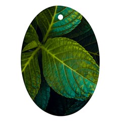 Green Plant Leaf Foliage Nature Oval Ornament (two Sides) by Nexatart