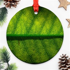 Leaf Nature Green The Leaves Ornament (round) by Nexatart