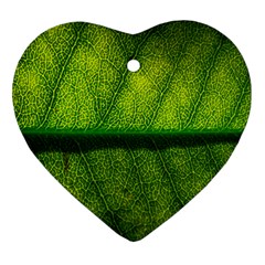 Leaf Nature Green The Leaves Ornament (heart) by Nexatart