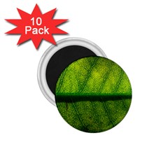 Leaf Nature Green The Leaves 1 75  Magnets (10 Pack)  by Nexatart