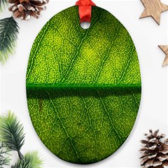 Leaf Nature Green The Leaves Oval Ornament (two Sides) by Nexatart