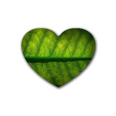 Leaf Nature Green The Leaves Heart Coaster (4 Pack)  by Nexatart