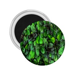 The Leaves Plants Hwalyeob Nature 2 25  Magnets by Nexatart