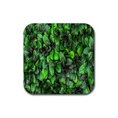 The Leaves Plants Hwalyeob Nature Rubber Coaster (square)  by Nexatart