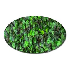 The Leaves Plants Hwalyeob Nature Oval Magnet by Nexatart