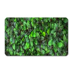 The Leaves Plants Hwalyeob Nature Magnet (rectangular) by Nexatart