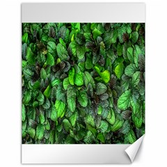 The Leaves Plants Hwalyeob Nature Canvas 18  X 24   by Nexatart