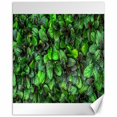 The Leaves Plants Hwalyeob Nature Canvas 11  X 14   by Nexatart