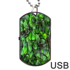 The Leaves Plants Hwalyeob Nature Dog Tag Usb Flash (one Side) by Nexatart