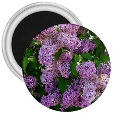 Lilacs 2 3  Magnets by dawnsiegler